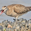 Whimbrel